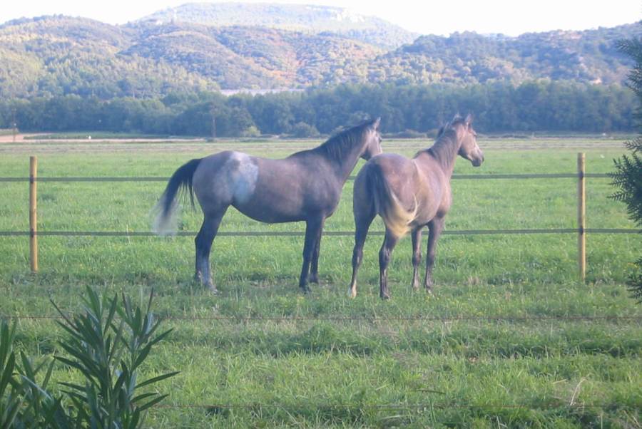 Les chevaux