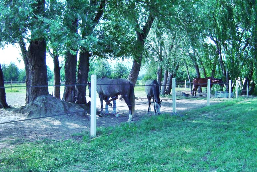 Les chevaux